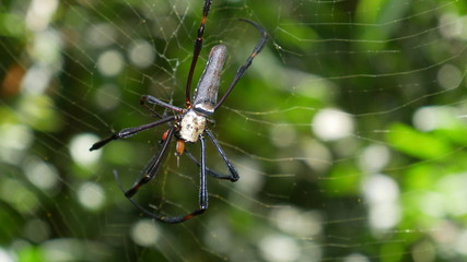 Giant Woodspider, Nephila pilipes, Gunung Mulu Nationalpark, Borneo