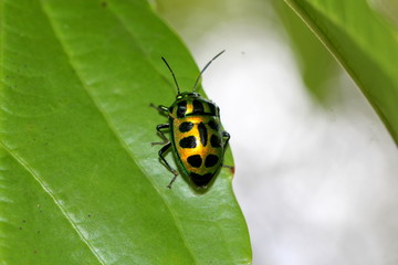Chrysocoris stollii - Juwelwanze