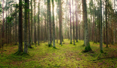 panorama of an old spruce forest with moss on the ground