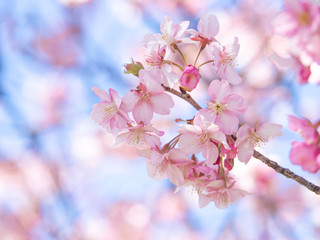 Close up of Kawazu Sakura with Blue Sky