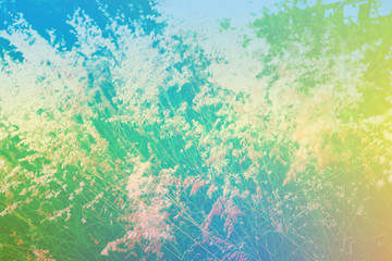 Obraz na płótnie Canvas Melinis repens, Rose Natal Grass, or Natal redtop. Blur focus. subtle background pastel gradient color for nature abstract background.
