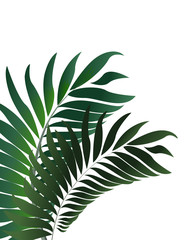 Tropical palm leaves, jungle leaf seamless vector floral pattern background