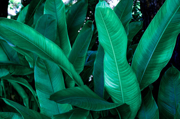 tropical banana leaf, abstract green banana leaf, large palm foliage nature dark green background	