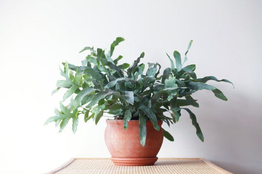 Beautiful green air purifying plant in a terracotta pot on a white background