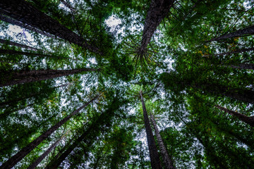 Fototapeta premium Redwood Forest