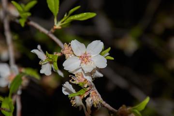 Close up of an almond tree twig with small buds, white blossoms and an old black dry fruit on a blurred background