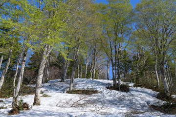 Fototapeta premium 会津駒ヶ岳のブナの新緑