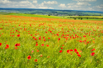 Feld mit Gerste und Sonnenblumen im Sommer