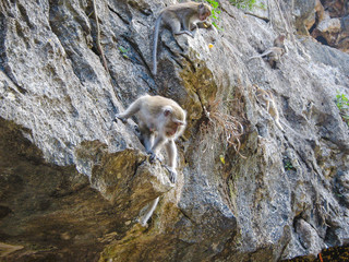 Monkey hunting from a rock