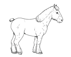 Drawing of Dutch draft horse - obrazy, fototapety, plakaty