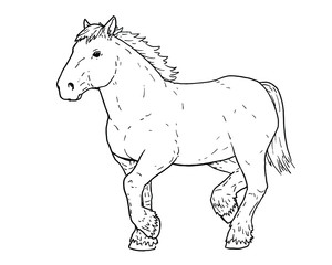 Drawing of Dutch draft horse - hand sketch of farm animal.