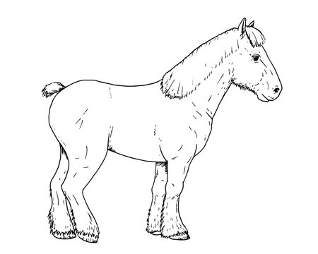 Drawing of Dutch draft horse