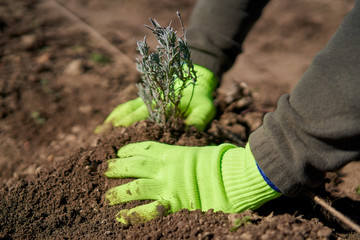 Farmer planting lavender
