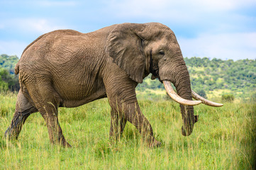 Tailless African bull elephant with impressive tusks strolling down the lush green hillside