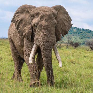 Large African bull elephant with impressive tusks walking towards the camera