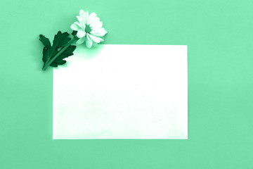 White chrysanthemum with copy space on a green background