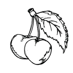 Cherry hand drawn illustration vector