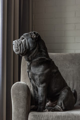 Sharpei Dog Sitting , Side view