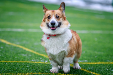 red dog puppy Corgi fun playing on the sports green area