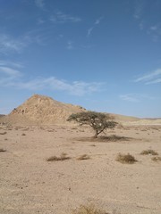 Fototapeta na wymiar The tree in Sinai is empty today. Background panoramic image in the vertical orientation of the desert place