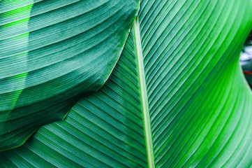 Beautiful of green tropical leaves	