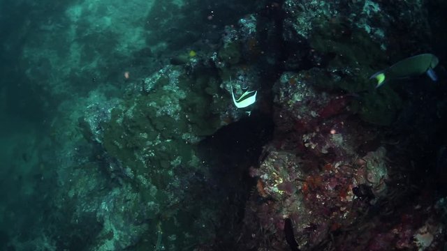 A goliath grouper, a coral grouper or plectropomus leopardus, angel fish and many other fishes are on a reef under the sea