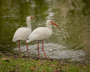 White Ibis in central Florida