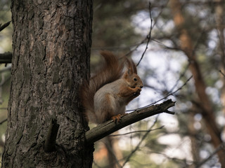 Red squirrel in the coniferous forest