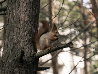 Red squirrel in the coniferous forest