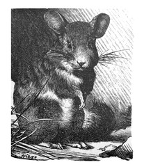 chinchilla lanigera (mouse) / Antique illustration from Brockhaus Konversations-Lexikon 1908