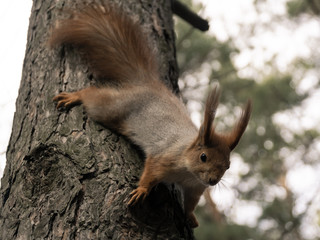 Red squirrel in the coniferous forest
