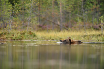 Brown bear swimming in the pond. In the background is a beautiful taiga forest at summer.