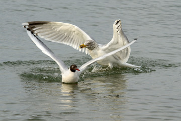  junge Silbermöwe vertreibt Lachmöwe im Sommerkleid