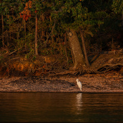 Great Egret on lake shore