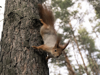 Red squirrel in the coniferous forest