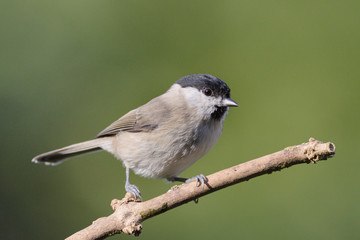Weidenmeise (Parus montanus)