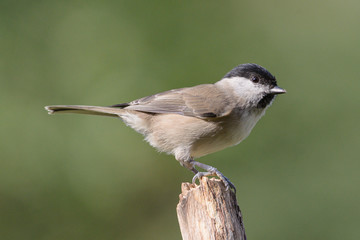 Weidenmeise (Parus montanus)