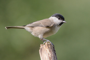 Weidenmeise (Parus montanus)