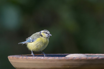 Junge Blaumeise am Vogelbad