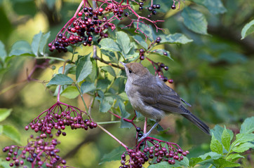 Mönchsgrasmücke im Holunder