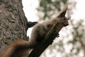 Red squirrel in the coniferous forest