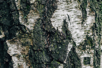 spectacular old tree bark texture