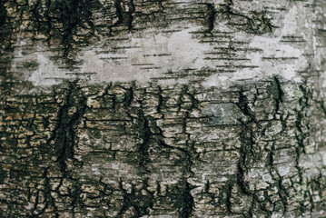 spectacular old tree bark texture