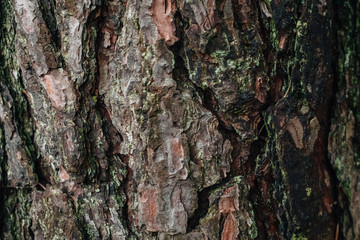 spectacular old tree bark texture