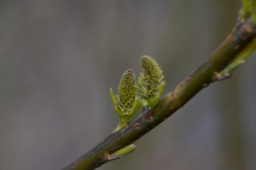 two willow buds close up on a cloudy day