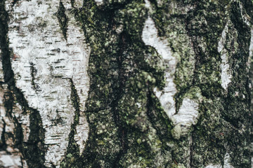 spectacular old tree bark texture