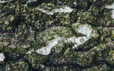 spectacular old tree bark texture