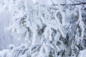 Branches of a fir tree in white hoarfrost. Natural winter seasonal look.