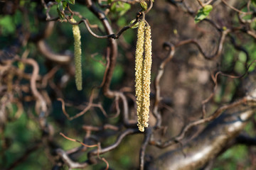 Tree Branches Corylus avellana   with Earrings in Spring