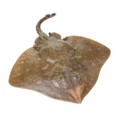Fresh ray fish isolated on white background © zcy